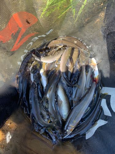 アユの釣果