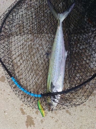 サゴシの釣果