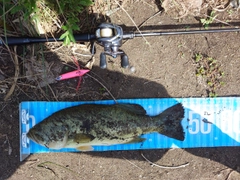 ブラックバスの釣果