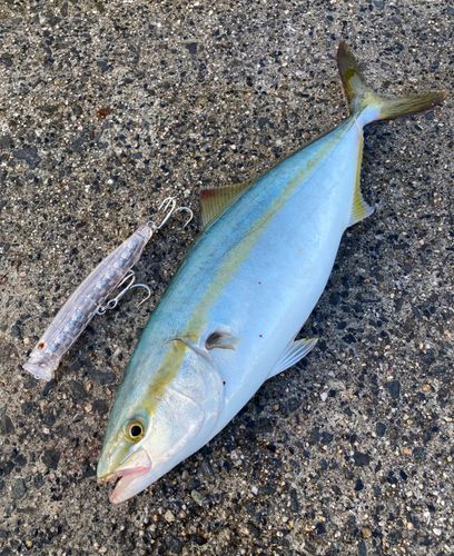 ハマチの釣果