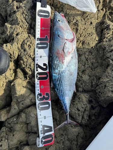 スマガツオの釣果