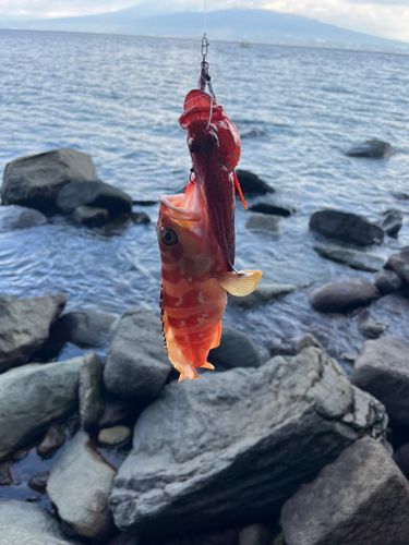 アカハタの釣果