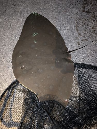ツバクロエイの釣果