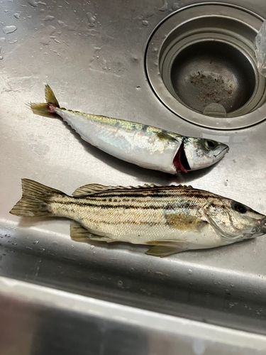 南芦屋浜ベランダ