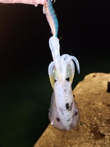 鷹巣漁港
