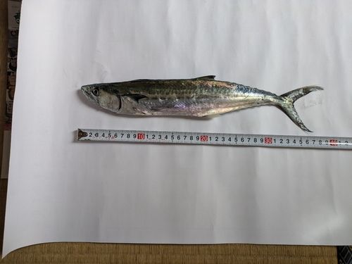 サゴシの釣果