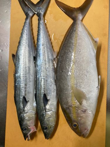 サゴシの釣果