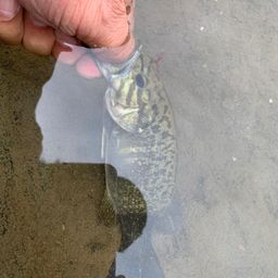 スモールマウスバス