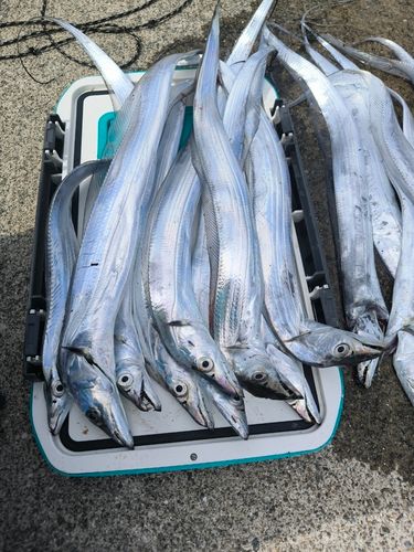 タチウオの釣果