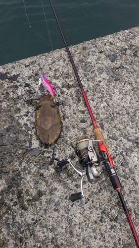 モンゴウイカの釣果