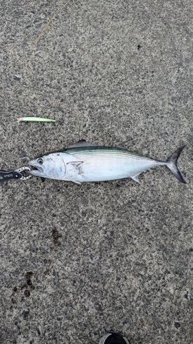 ハガツオの釣果