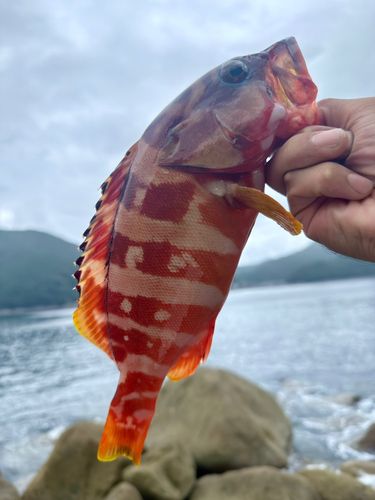 新鹿湾