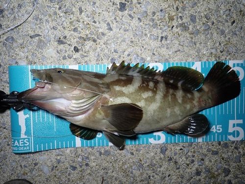 クエの釣果