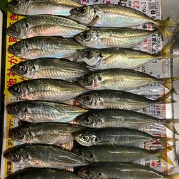 アジ