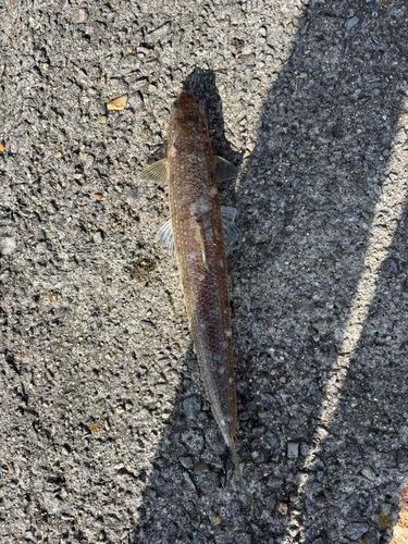 エソの釣果