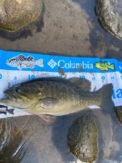スモールマウスバスの釣果