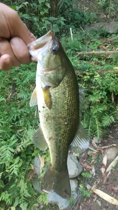 ラージマウスバスの釣果