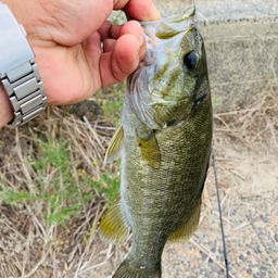 スモールマウスバス