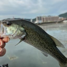 ブラックバス