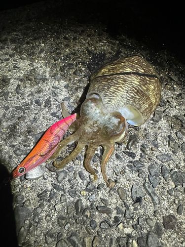 コウイカの釣果