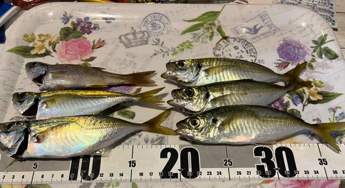 マアジの釣果