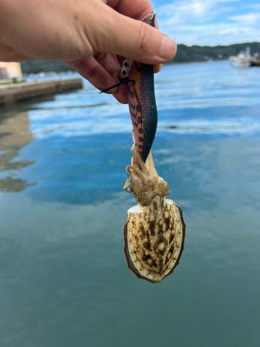 玄界灘