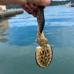 コウイカ