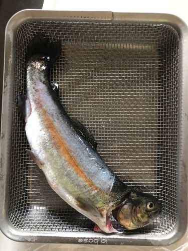 ニジマスの釣果