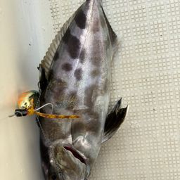 アイブリ