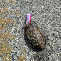 コウイカ