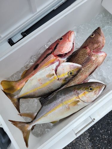 ネリゴの釣果