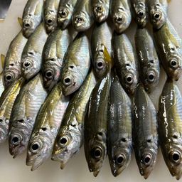 アジ