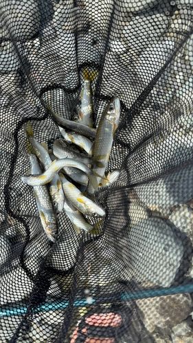 アユの釣果