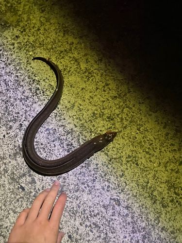 アナゴの釣果