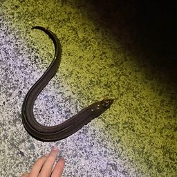 アナゴ