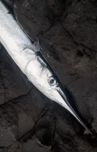 ダツの釣果