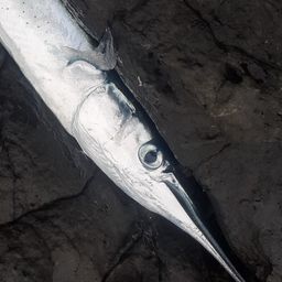 ダツ