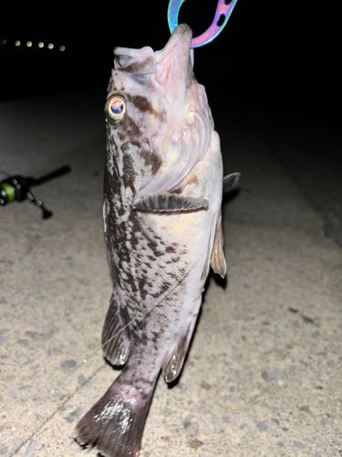 クロソイの釣果
