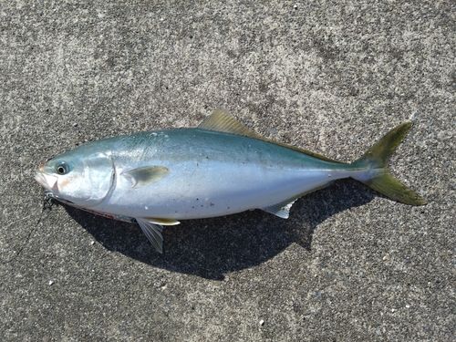 イナダの釣果