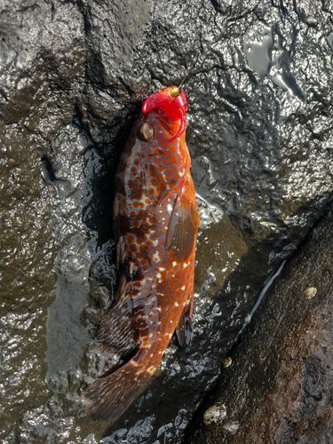 キジハタの釣果