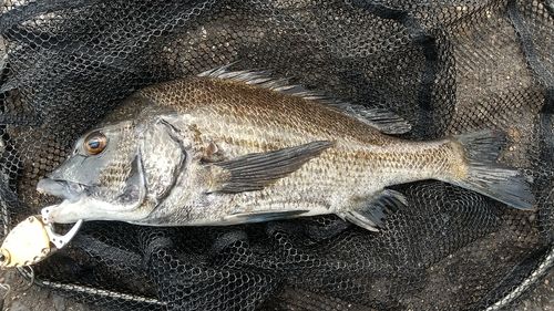 チヌの釣果