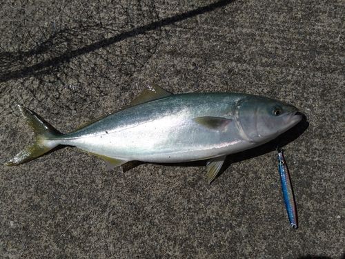 イナダの釣果
