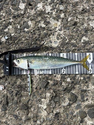 サバの釣果