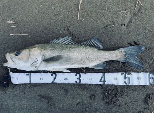 フッコ（マルスズキ）の釣果