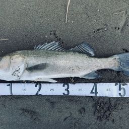 フッコ（マルスズキ）