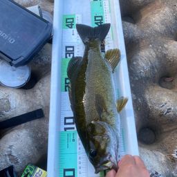 スモールマウスバス