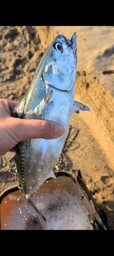 三浦半島