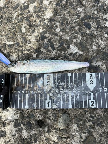 サバの釣果