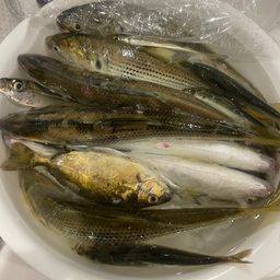 クロダイ