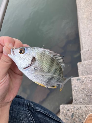 キビレの釣果